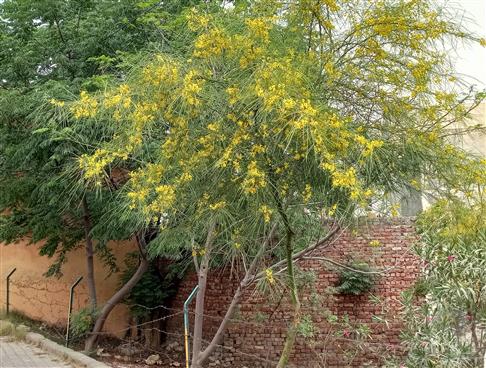 Parkinsonia aculeata